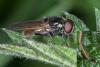 Cheilosia ranunculi